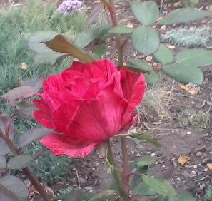 цветок для вас