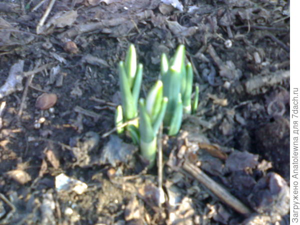 подснежники