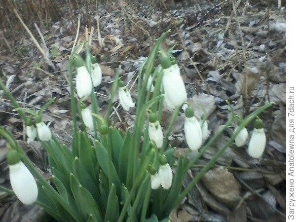 подснежники