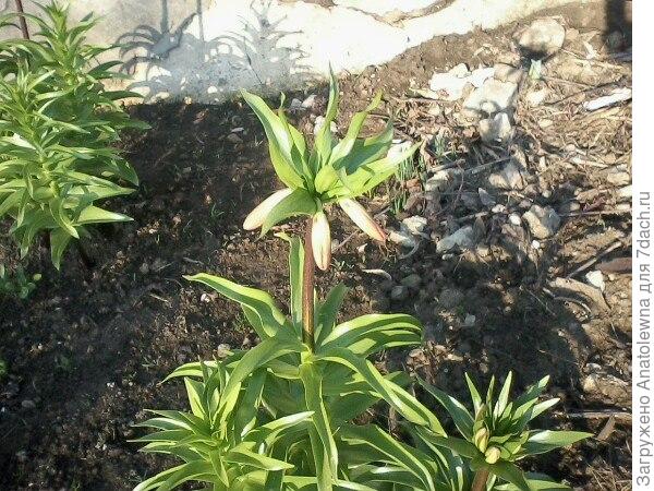 царская корона