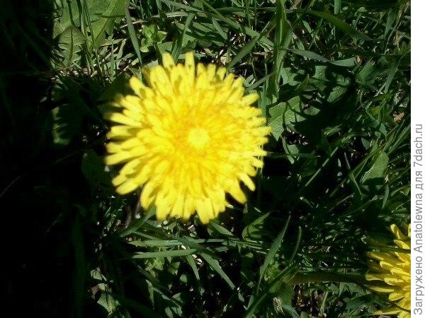 одуванчик