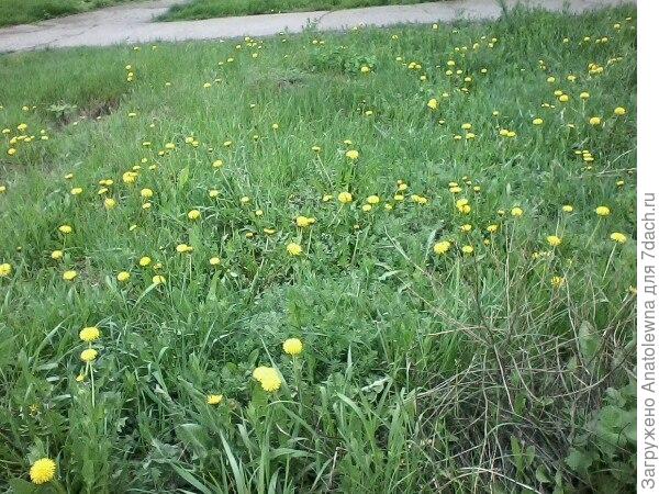 одуванчики