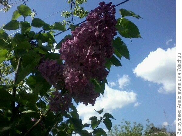 с праздником