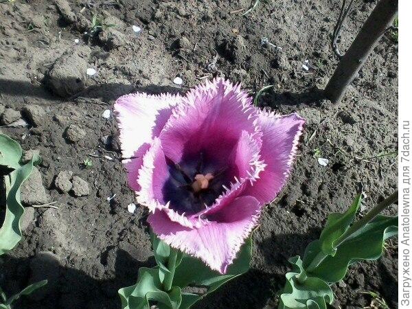 Этот тюльпан порадовал меня своим цветом, вот только, почему-то, вырос низеньким. Я ждала, что будет высокий и статный. Этот тюльпан порадовал меня своим цветом, вот только, почему-то, вырос низеньким. Я ждала, что будет высокий и статный.