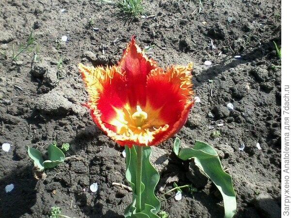 Этот тюльпан раскрылся самым последним, я долго ждала, когда же он покажется, потом, какого цвета какой будет. Этот тюльпан раскрылся самым последним, я долго ждала, когда же он покажется, потом, какого цвета какой будет.