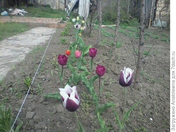 Так выглядит мой цветник, который я только начала формировать. Так выглядит мой цветник, который я только начала формировать.