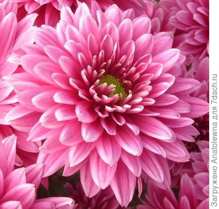 Фотография, с которой вышивала картину, только немного фон затемнила..