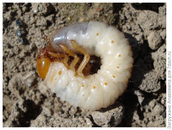 личинка майского жука