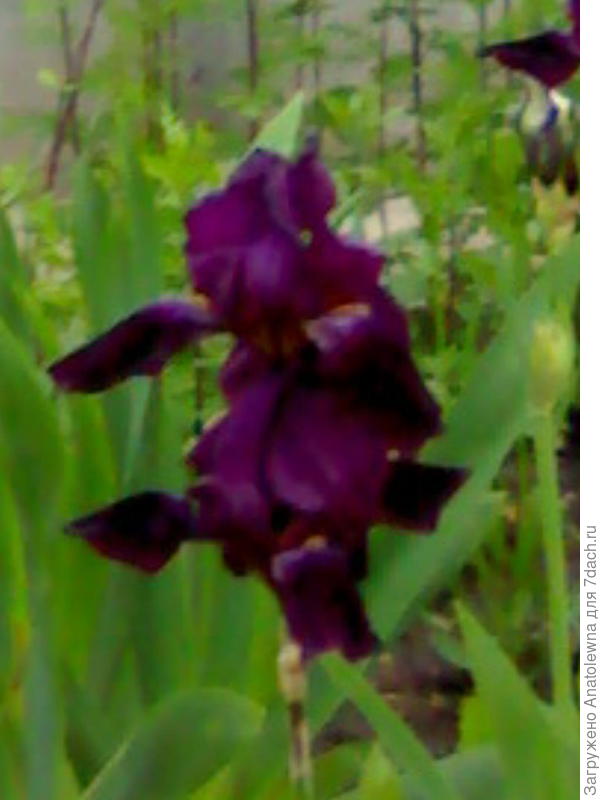 к сожалению, в этом году не зацвёл