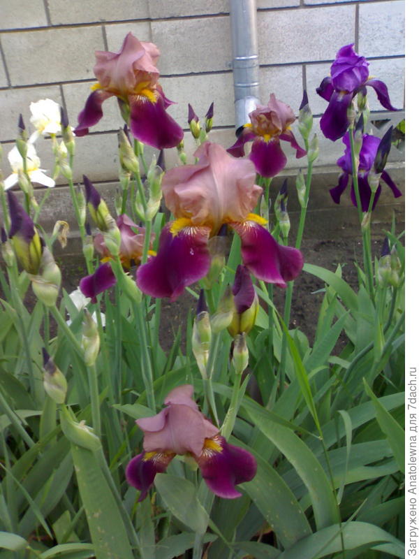 ирисы на клумбе