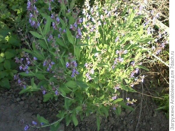 А это - моя аптекарская грядка. шалфей растёт, посадила несколько кустиков, но прижился пока только этот, но думаю, что распространится и дальше.