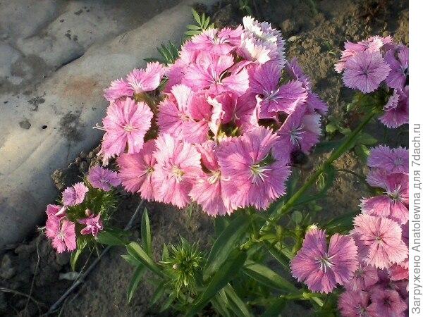 Ну и конечно же, как обойтись без украшения участка - без цветов? Купила рассаду гвоздичек, посадила шесть кустиков, выросли гвоздички все разные, но красивые.