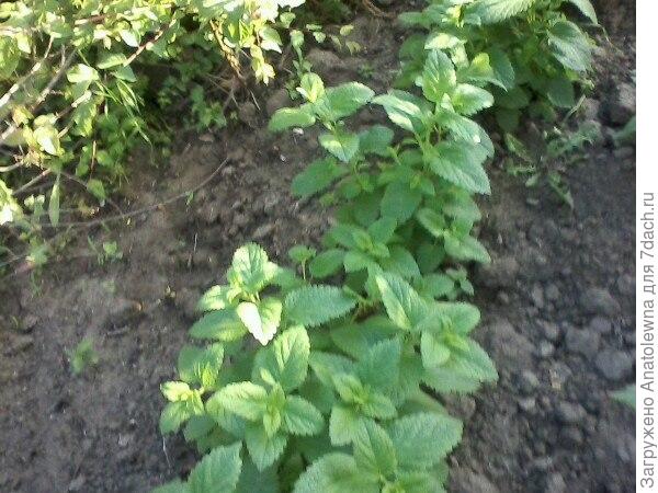 Лимонная мелисса. Вот она хорошо пошла. Я уже использую её листики по вечерам для чая.