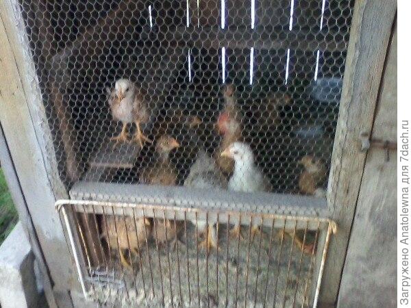 А ещё, завели мы цыплят. Теперь весело - они шумят, пищат, как маленькие детки.