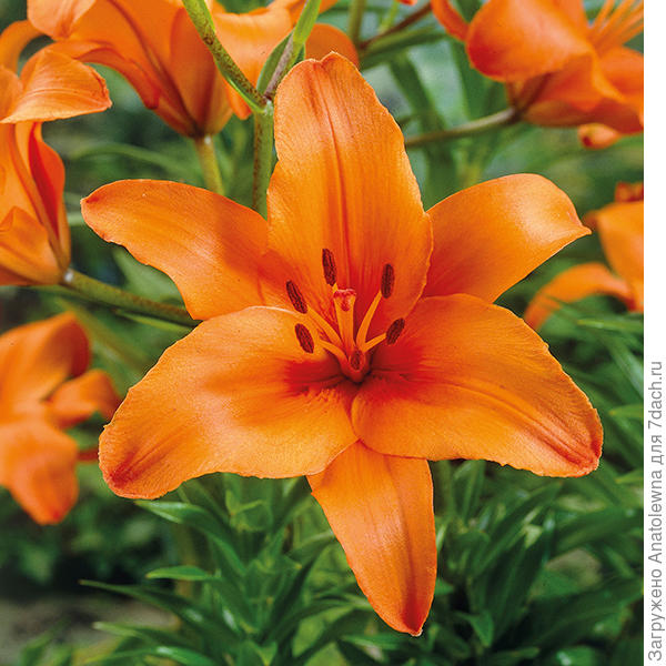 вот лилия брунелло