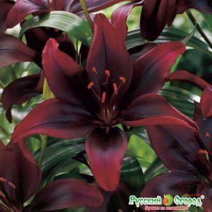 Вот такую лилию я видела