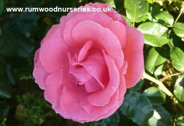 роза сорта Лавиния