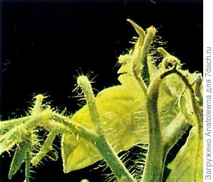 недостаток бора