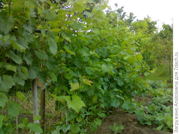 виноград
