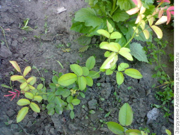 роза сейчас.