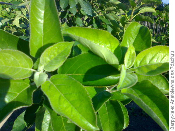 молодые листья яблони