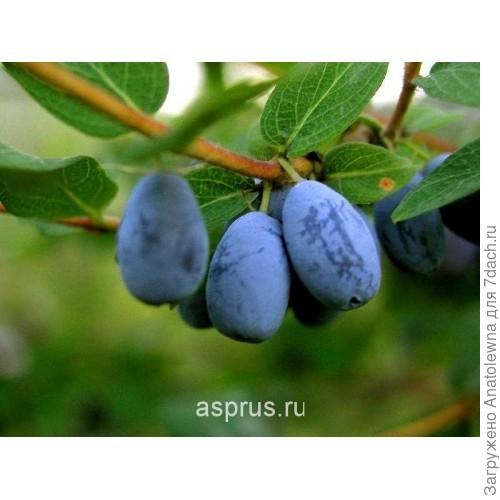 вот так он выглядит.