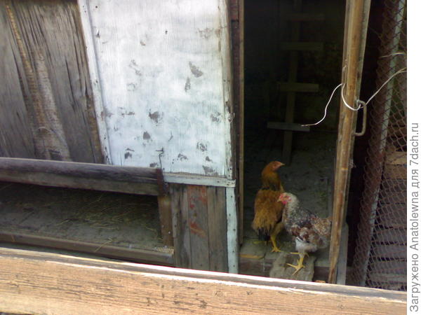 Вот это, сам курятник.