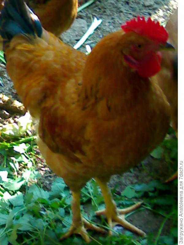 Есть и такой петушок.