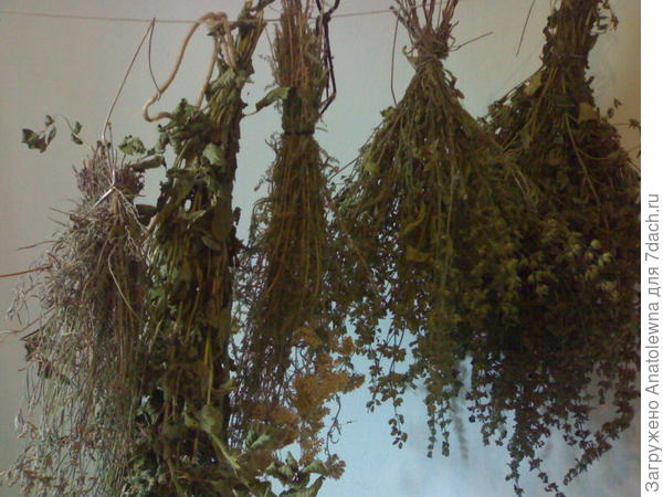 лаванда, мята ментоловая, тысячелистник, шалфей и мята лимонная.