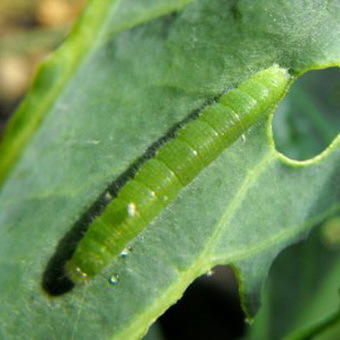 гусеница капустной моли