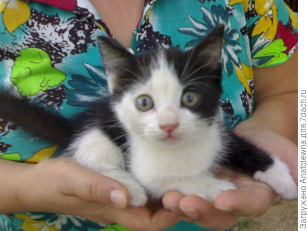 Чёрно-белый котик