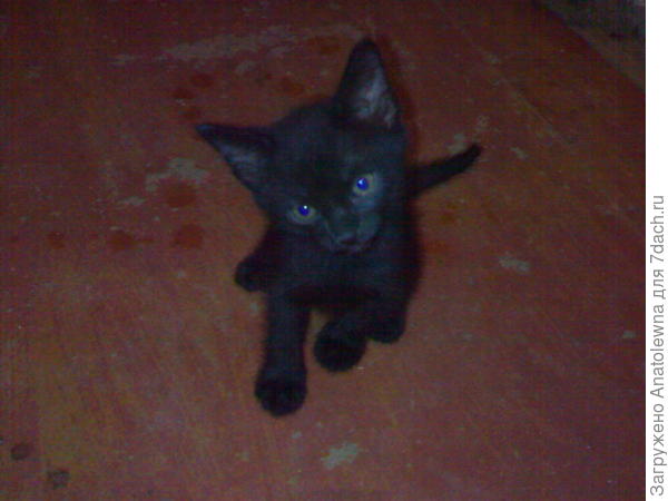 чёрный котик
