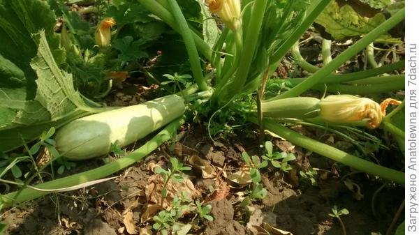 белые кабачки