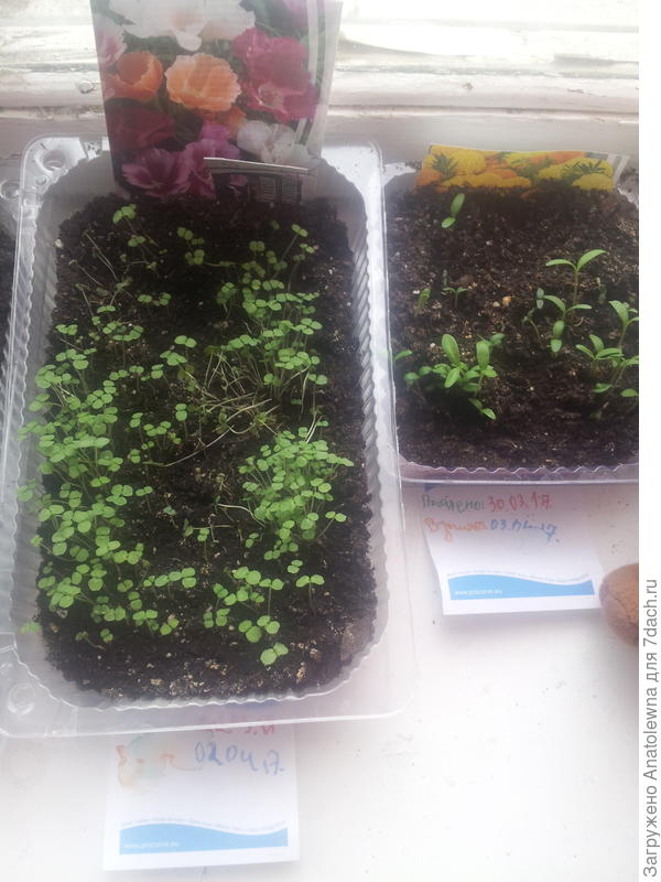 кошка прошлась.