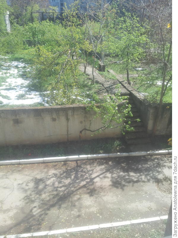 вот она сегодня. Одну ветку сломало, но оставшаяся цветёт.