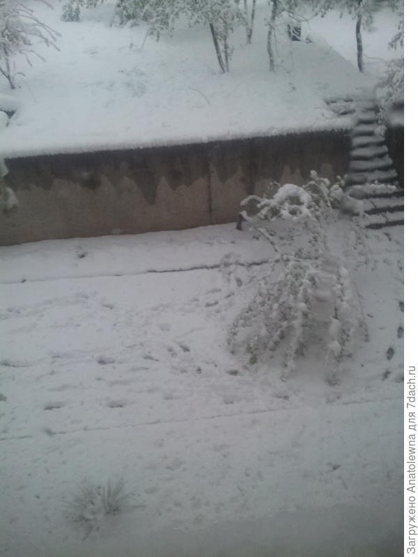 вот так выглядела яблонька 20 апреля