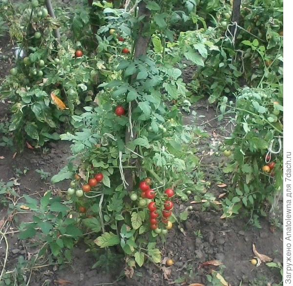 вот так выглядит куст &quot;Вишенки&quot;. На нём много плодов.