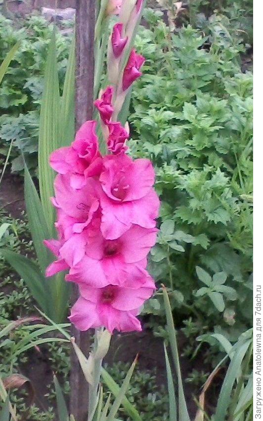 гладиолусы сорта Pink Parrot