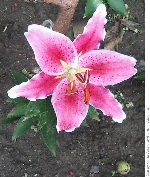 середина цветения