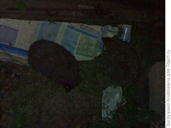 Ёжики опять в гости стали приходить.