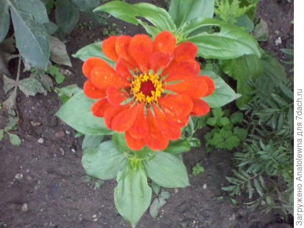 Вот, майорики зацвели.