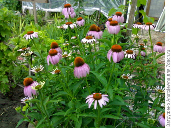 эхиноцея цветёт уже второй месяц.