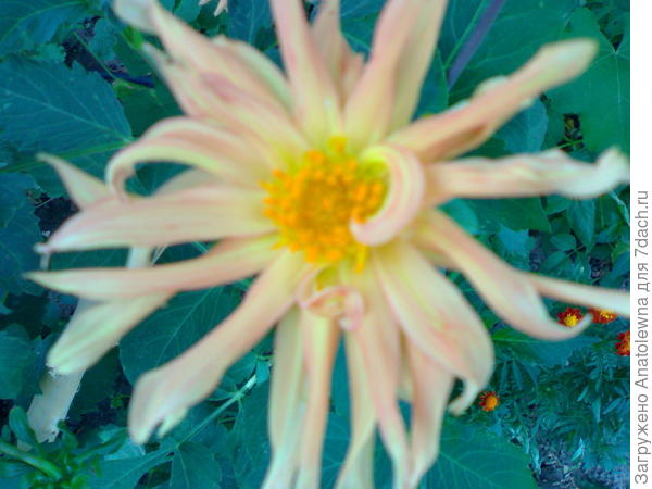 Вот такие лапшовые растут весёлые ребятки.