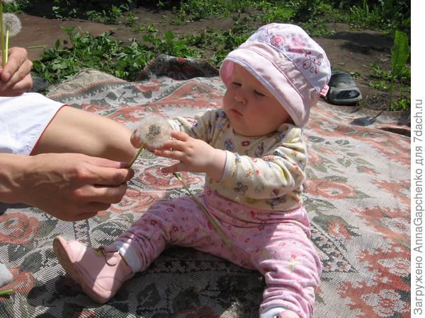 ребенок трогает одуванчик