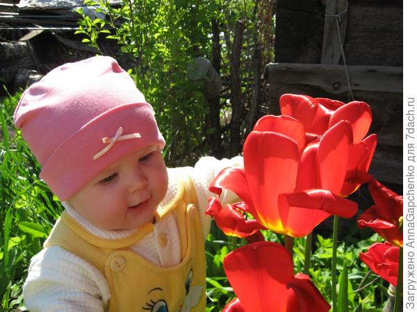 Ребенок в тюльпанах