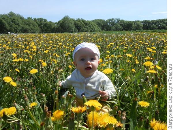 поляна одуванчиков, а за нею речка