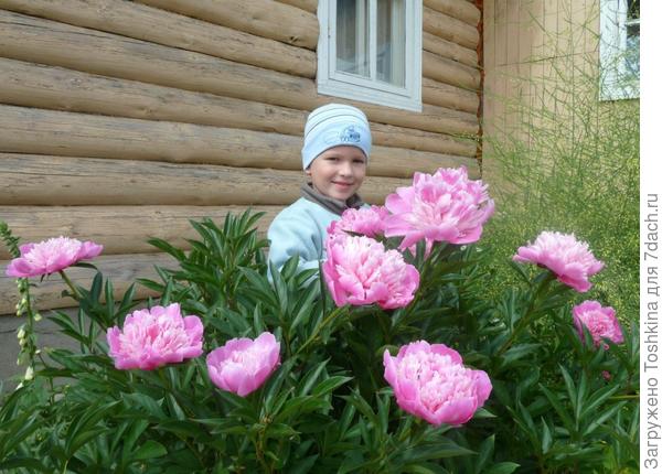 Пионы