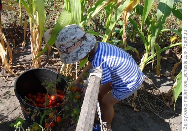 сборщик урожая