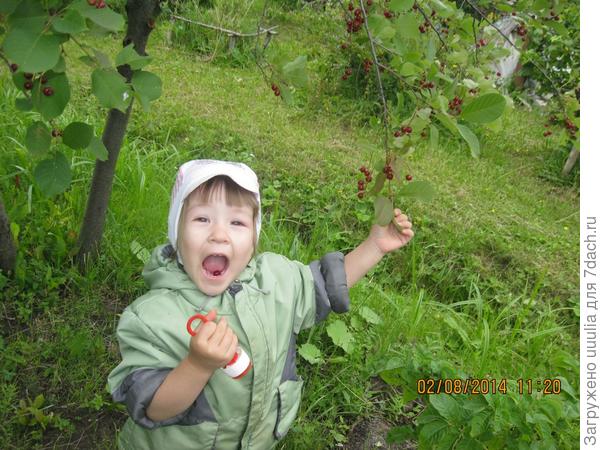 Пока никто не видит, складываю в животик красную черемуху!