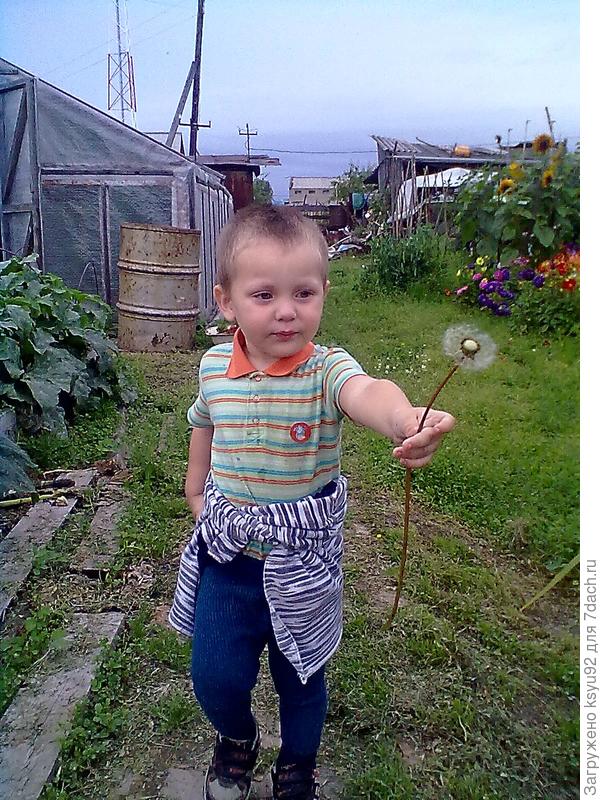Дарит одуванчик)))